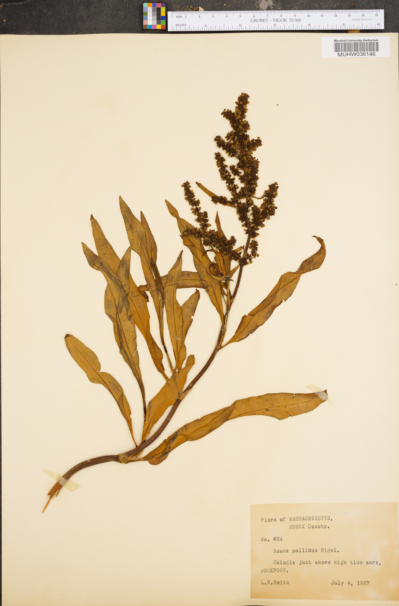 Rumex pallidus image