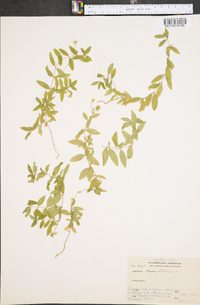 Moehringia lateriflora image