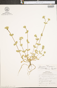 Cerastium fontanum subsp. vulgare image