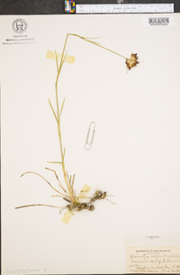 Dianthus atrorubens image