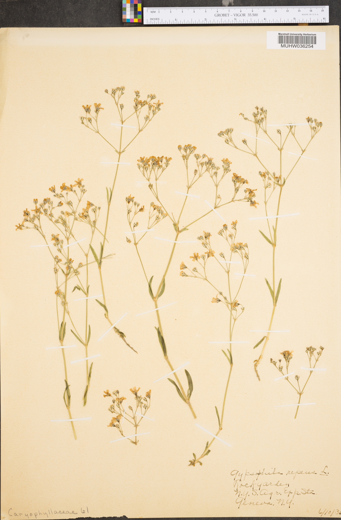 Gypsophila repens image