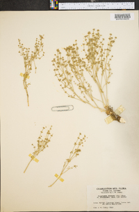 Scopulophila rixfordii image
