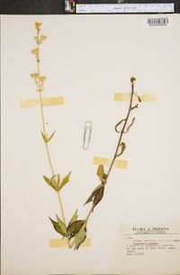 Silene stellata image