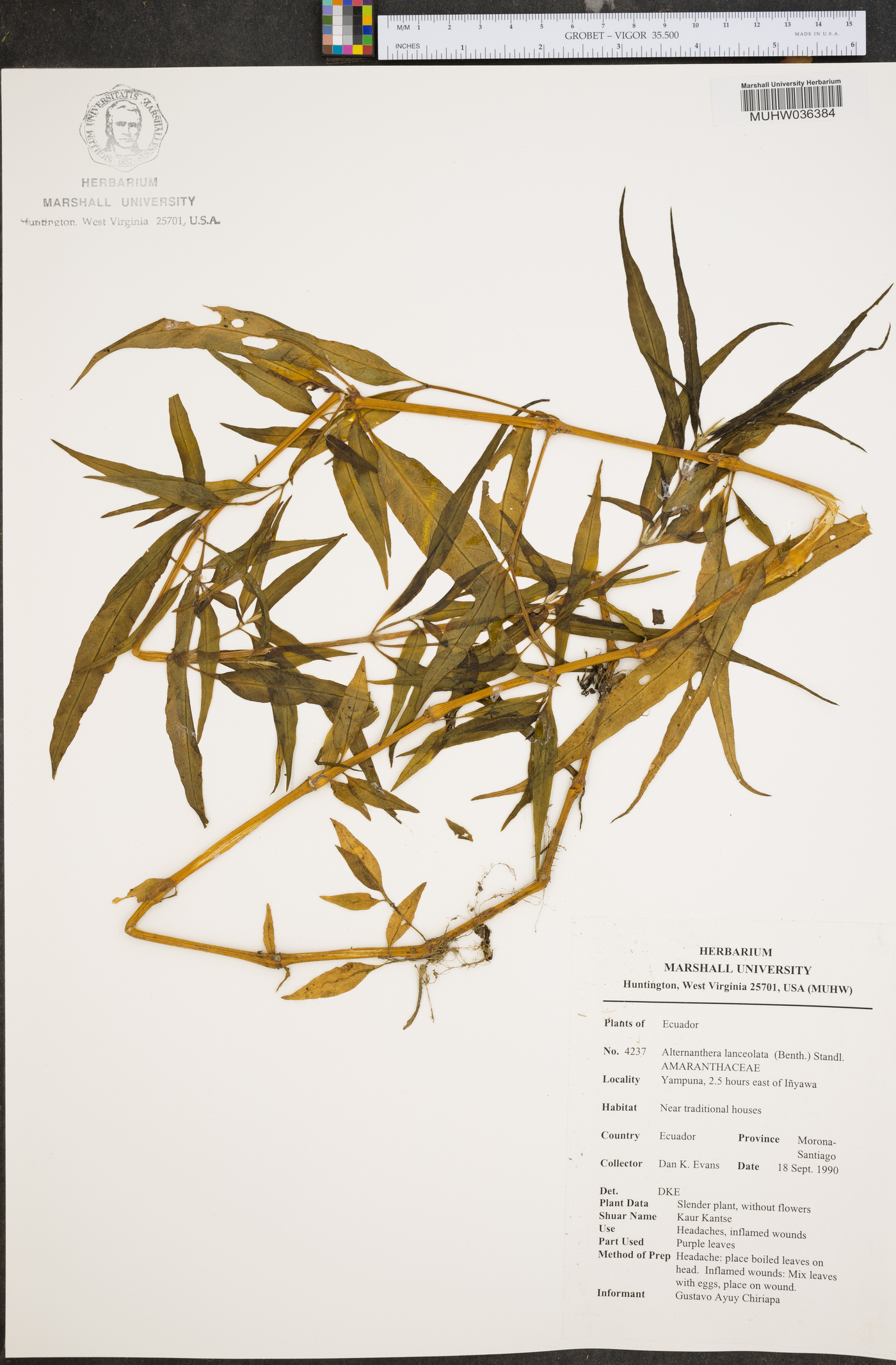 Alternanthera lanceolata image