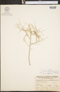 Atriplex canescens var. linearis image