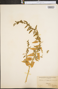 Atriplex glabriuscula image