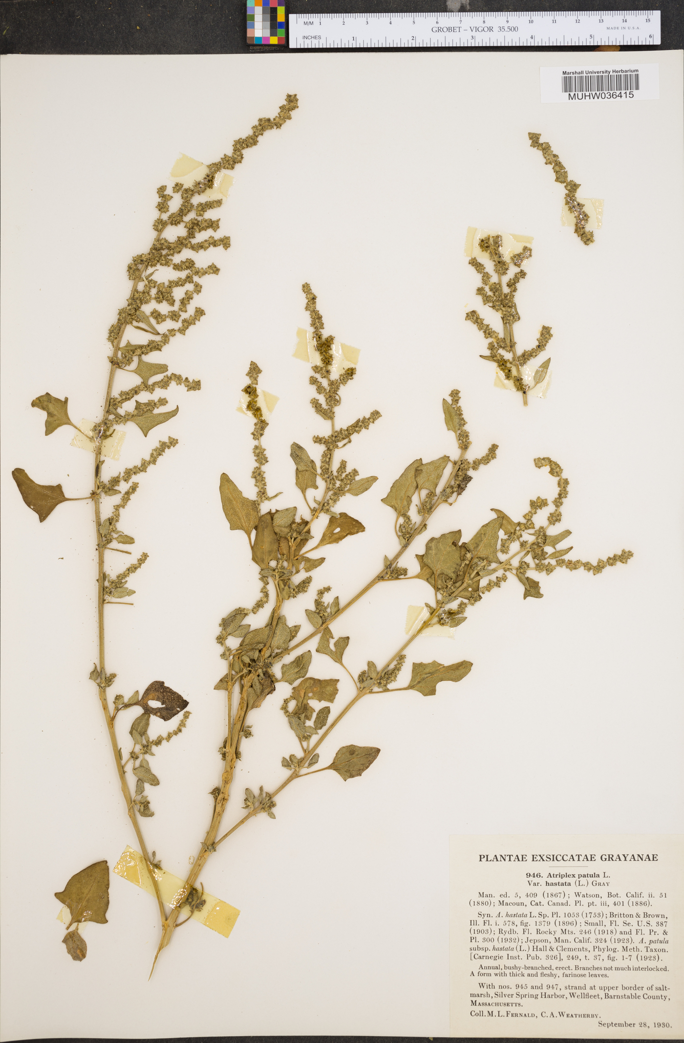 Atriplex prostrata image