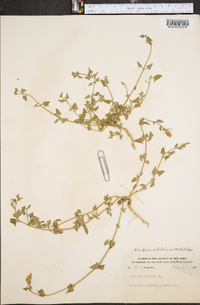 Atriplex prostrata image