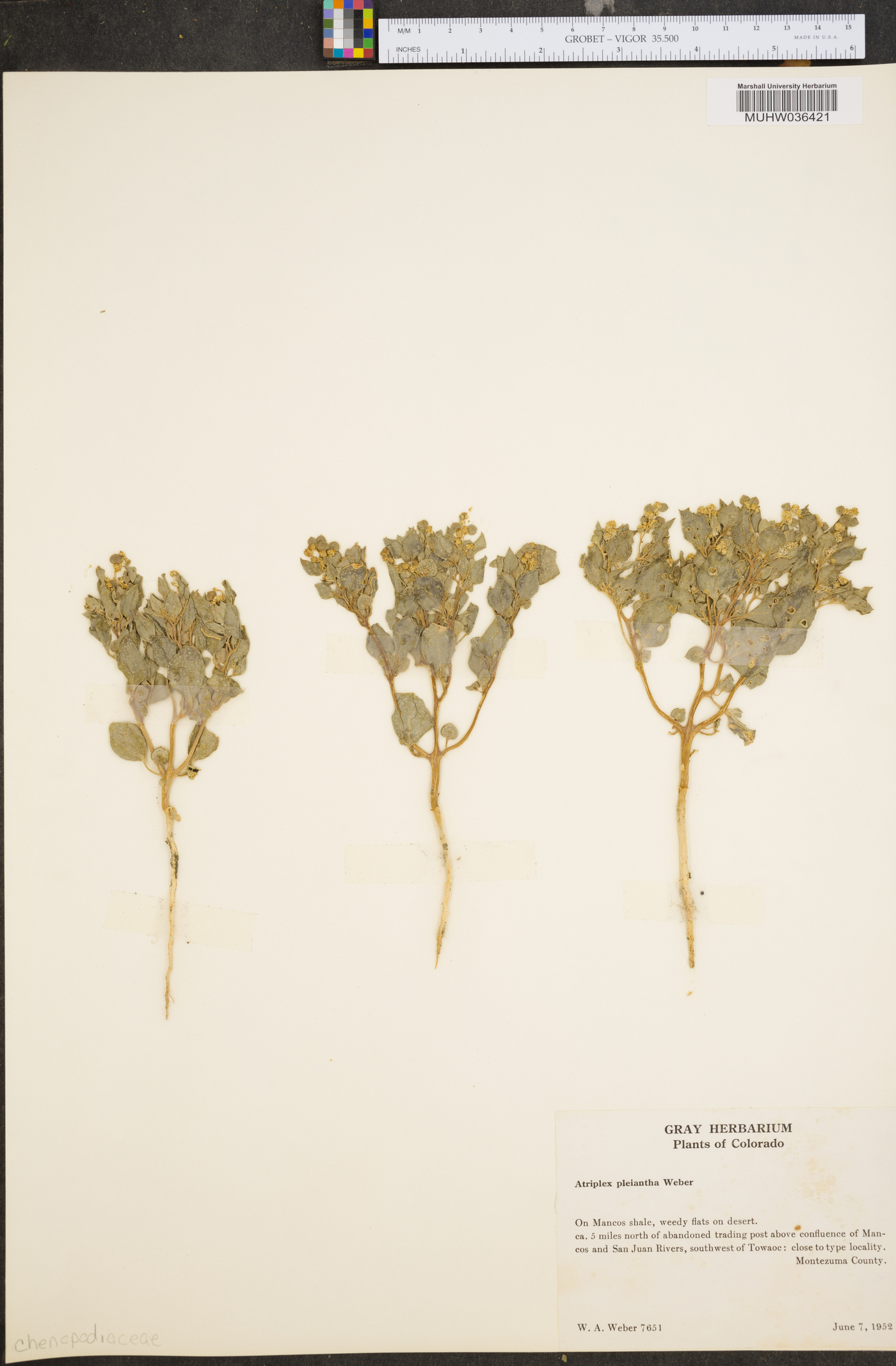 Atriplex pleiantha image