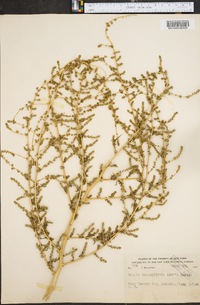 Bassia hyssopifolia image