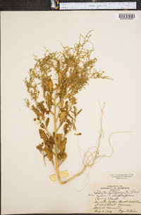 Cycloloma atriplicifolium image