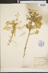 Grayia spinosa image