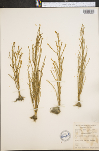 Salicornia europaea image