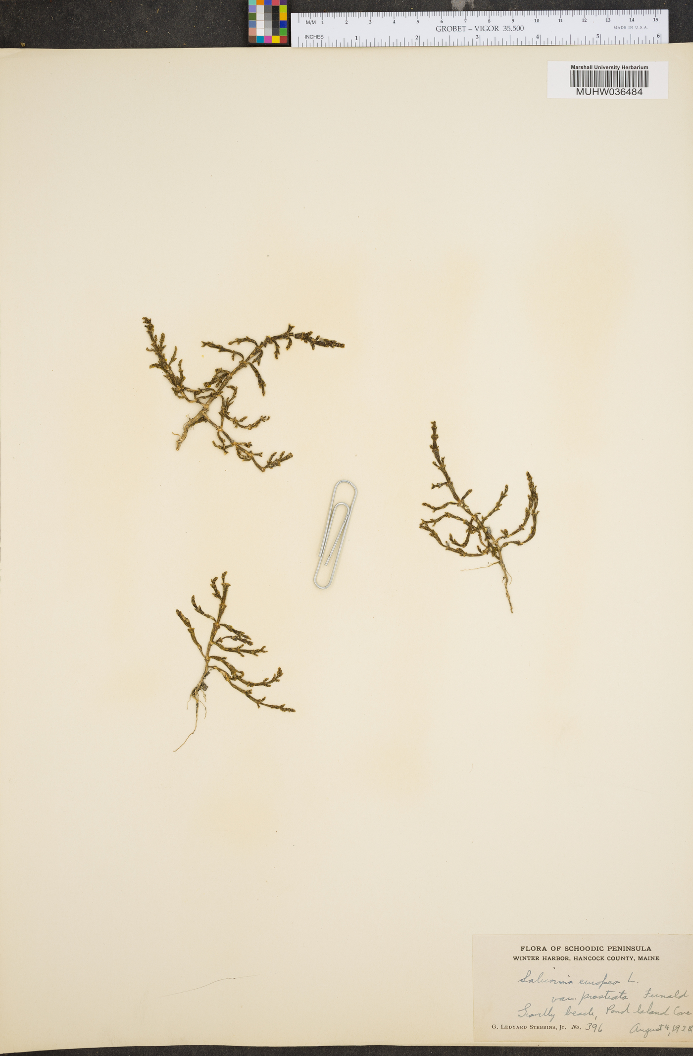 Salicornia maritima image