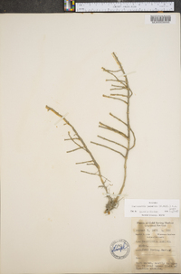 Sarcocornia perennis image