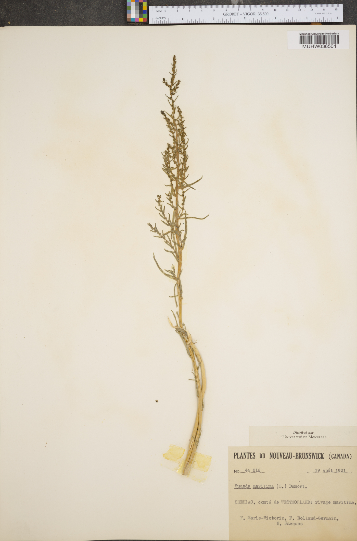 Suaeda maritima image