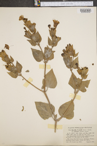 Mirabilis multiflora image