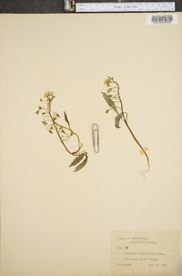 Claytonia caroliniana image