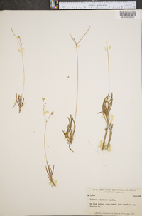 Phemeranthus calycinus image