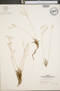 Talinum teretifolium image