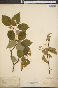 Cornus alternifolia image