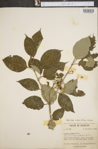 Cornus asperifolia image