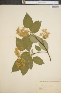 Cornus asperifolia image