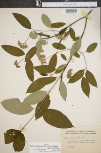 Cornus amomum subsp. obliqua image