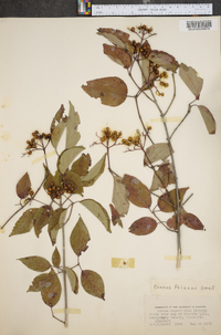 Cornus priceae image