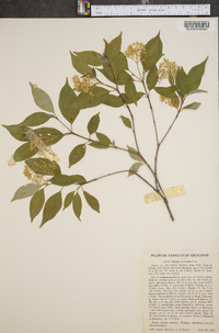 Cornus racemosa image