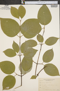 Cornus rugosa image