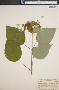 Hydrangea arborescens var. deamii image