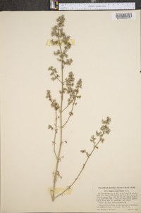 Galium angustifolium image