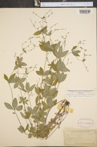 Galium circaezans var. hypomalacum image