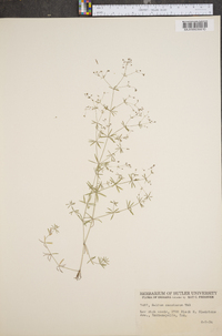 Galium concinnum image