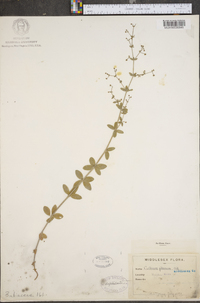 Galium pilosum image