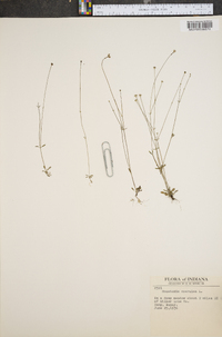Houstonia caerulea var. faxonorum image