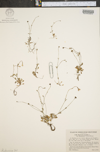 Houstonia caerulea var. faxonorum image