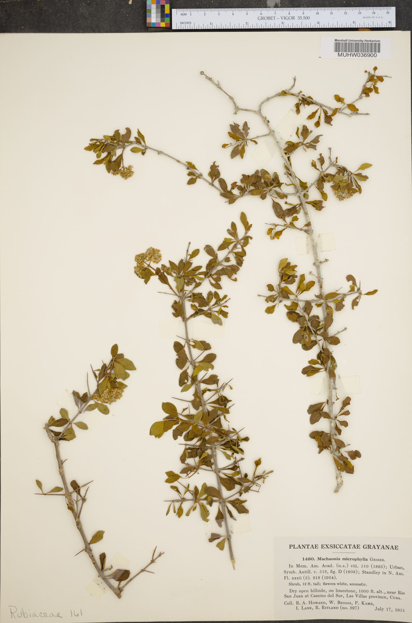 Machaonia microphylla image