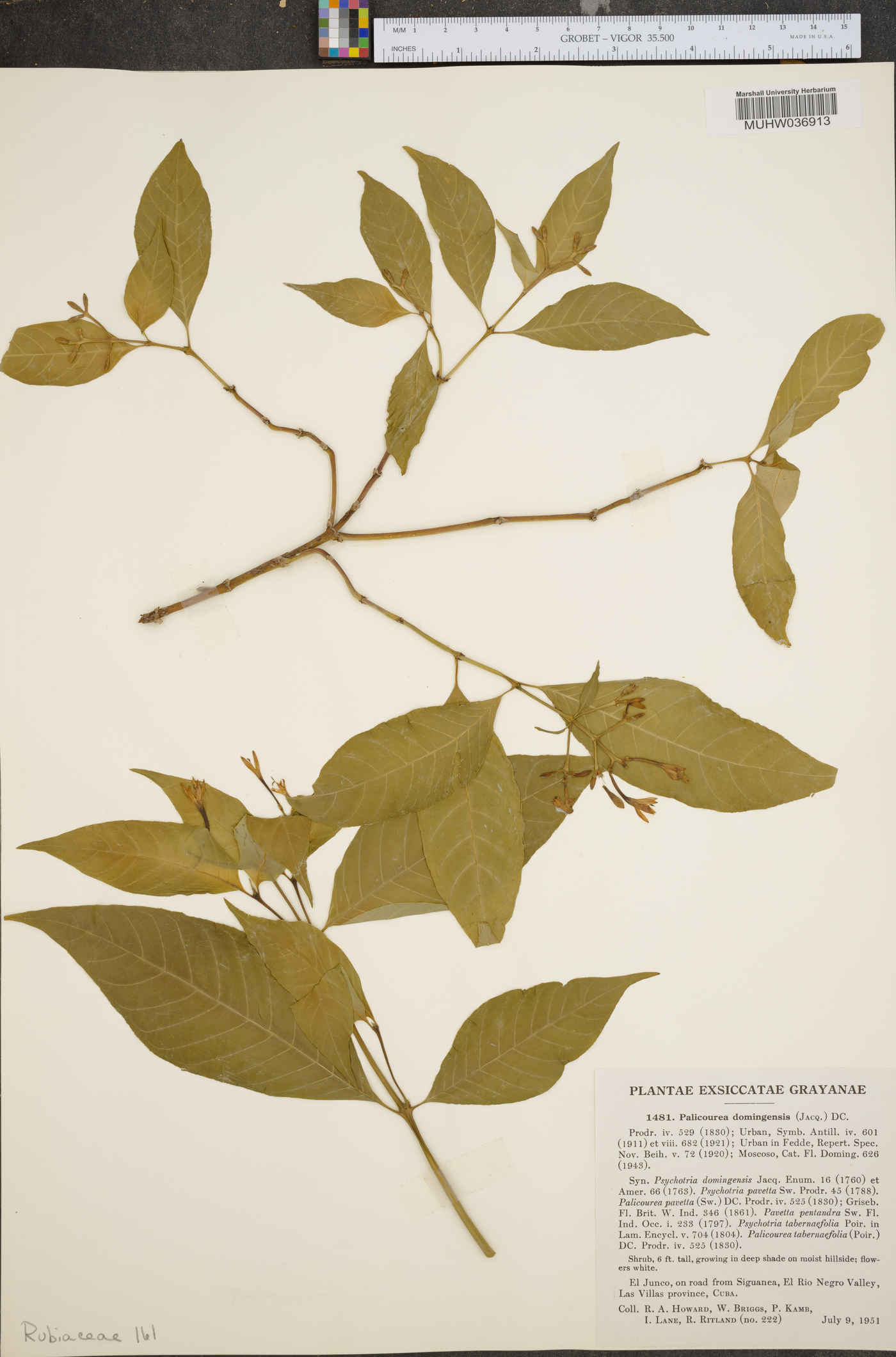Palicourea domingensis image