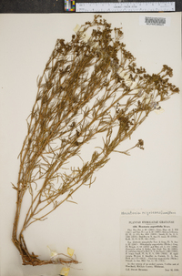 Stenaria nigricans image