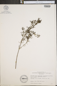 Stenaria nigricans image