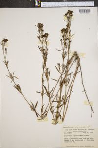 Stenaria nigricans image