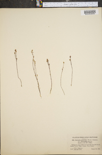 Bartonia paniculata image