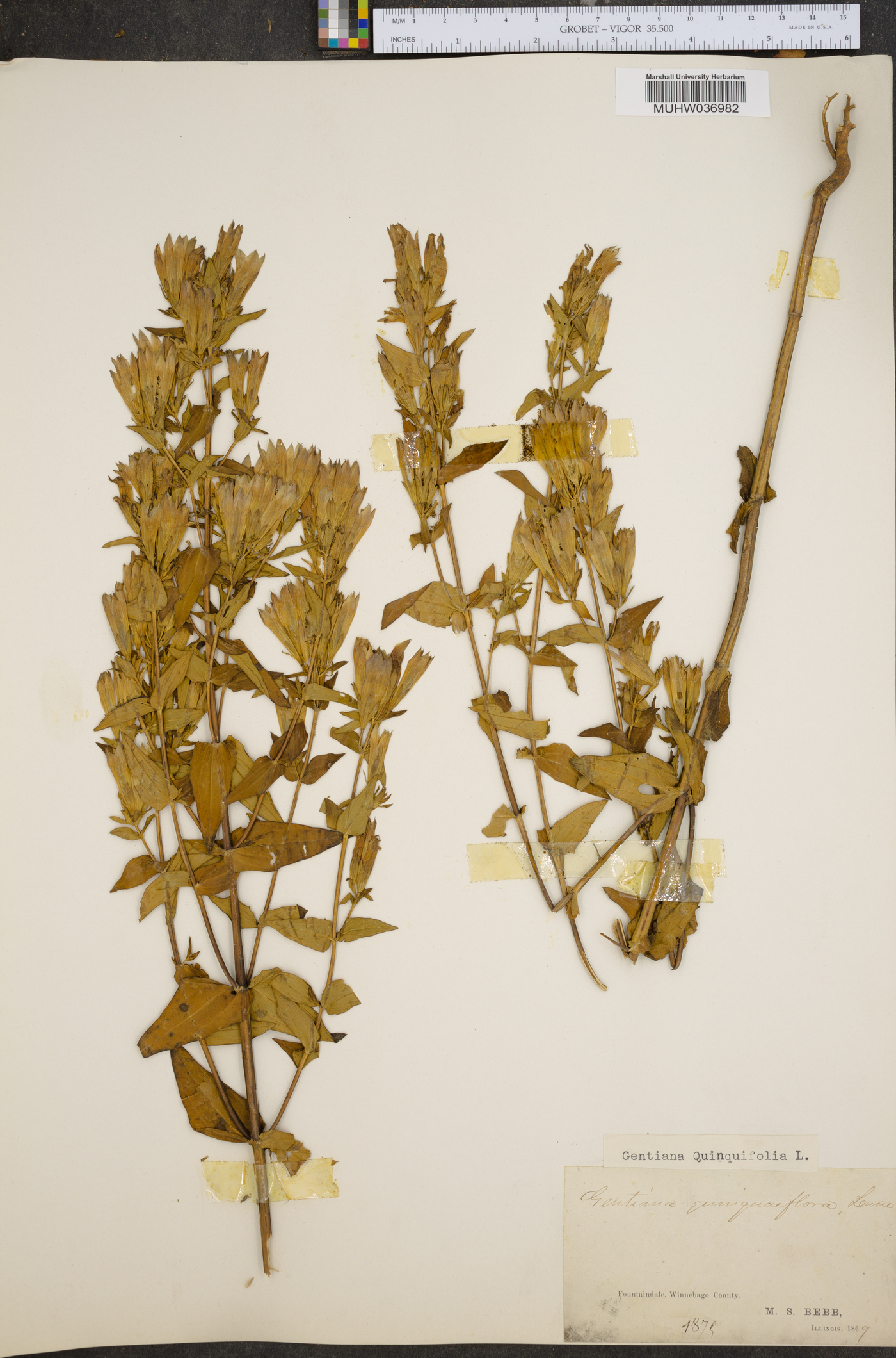 Gentiana quinquefolia image