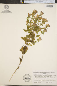 Gentiana quinquefolia var. occidentalis image