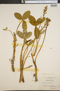 Menyanthes trifoliata image