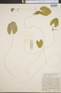 Nymphoides cordata image