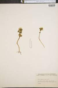 Obolaria virginica image