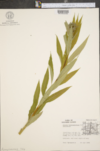 Amsonia tabernaemontana image